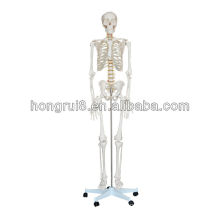 Medizinische Anatomie Mini-Skelett (85CM) menschliches Skelett